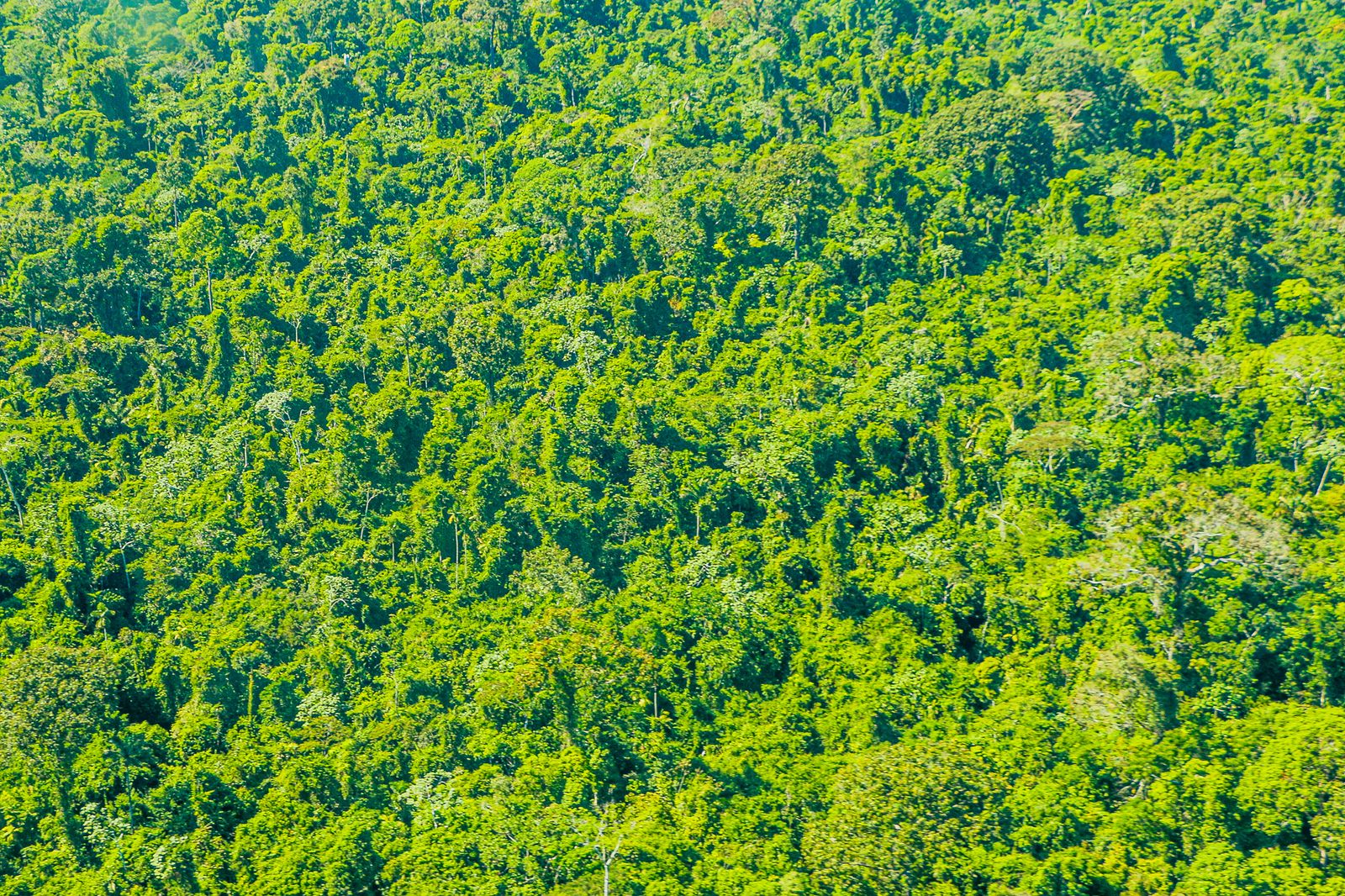 Fundo Kayapó contrata Coordenação para o projeto “Estratégias articuladas para o enfrentamento de crescentes ameaças sobre os territórios Kayapó”